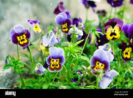 Attēlu rezultāti vaicājumam “Viola tricolor leaf”