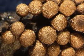 Attēlu rezultāti vaicājumam “Cribraria violacea spores”