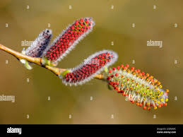 Attēlu rezultāti vaicājumam “Salix purpurea male flower”