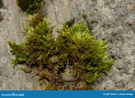 Attēlu rezultāti vaicājumam “Orthotrichum anomalum sporophyte”