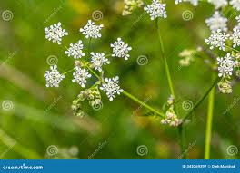 Attēlu rezultāti vaicājumam “Chaerophyllum aromaticum”