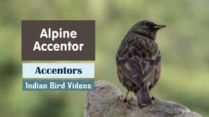 Image result for Prunella collaris