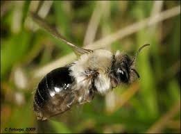 Attēlu rezultāti vaicājumam “Andrena vaga”