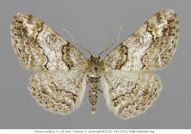 Attēlu rezultāti vaicājumam “Cleora cinctaria”