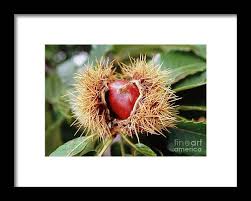 Attēlu rezultāti vaicājumam “Castanea sativa  fruit”