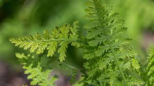 Attēlu rezultāti vaicājumam “Achillea millefolium leaf”