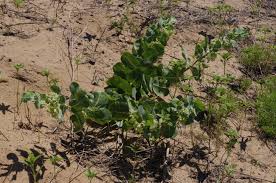 Attēlu rezultāti vaicājumam “Arenaria procera leaf”