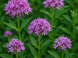 Attēlu rezultāti vaicājumam “Valerianaceae”