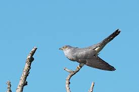 Attēlu rezultāti vaicājumam “Cuculus canorus juvenile”