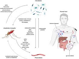 Attēlu rezultāti vaicājumam “Diachea muscorum plasmodium”
