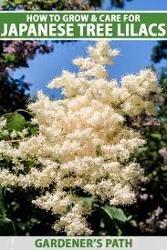 Attēlu rezultāti vaicājumam “Syringa reticulata subsp. amurensis”