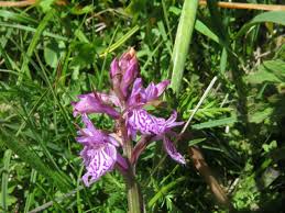 Attēlu rezultāti vaicājumam “Dactylorhiza maculata leaf”