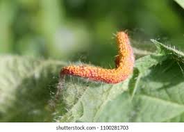 Attēlu rezultāti vaicājumam “Puccinia urticata”