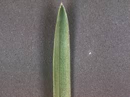 Attēlu rezultāti vaicājumam “Poa pratensis fruit”