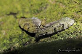 Attēlu rezultāti vaicājumam “Chloroclystis v-ata”