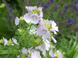 Attēlu rezultāti vaicājumam “Malva moschata alba fruit”