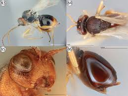 Attēlu rezultāti vaicājumam “Aulacidea hieracii”