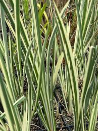 Image result for Acorus calamus
