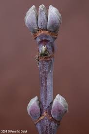 Attēlu rezultāti vaicājumam “Acer negundo male flower”