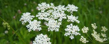 Image result for Pimpinella major
