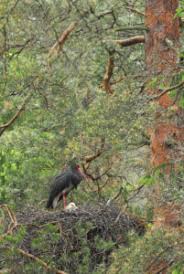 Attēlu rezultāti vaicājumam “Ciconia nigra nest”