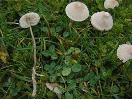 Attēlu rezultāti vaicājumam “Mycena filopes”