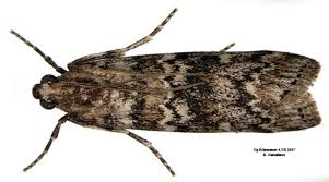 Attēlu rezultāti vaicājumam “Dioryctria abietella”