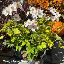 Attēlu rezultāti vaicājumam “Anemone sylvestris fruit”