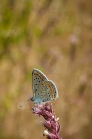 Attēlu rezultāti vaicājumam “Polyommatinae”