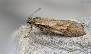 Attēlu rezultāti vaicājumam “Diurnea lipsiella male”