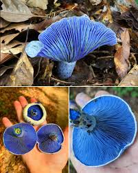 Attēlu rezultāti vaicājumam “Lycogala exiguum aggr. young”