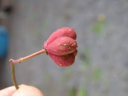 Attēlu rezultāti vaicājumam “Euonymus europaeus bud”