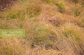 Attēlu rezultāti vaicājumam “Carex remota”