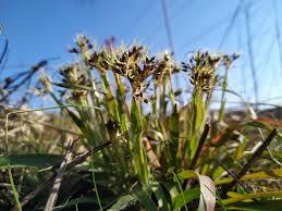 Attēlu rezultāti vaicājumam “Luzula pilosa bud”