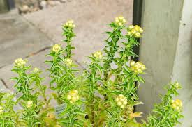 Image result for Helichrysum foetidum