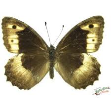 Attēlu rezultāti vaicājumam “Hipparchia alcyone underside”