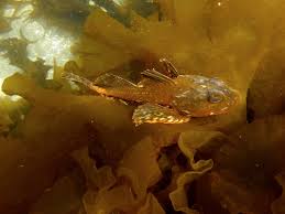 Image result for Myoxocephalus scorpius