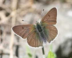 Attēlu rezultāti vaicājumam “Lycaena tityrus underside”