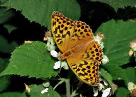 Attēlu rezultāti vaicājumam “Argynnis paphia female”