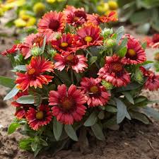 Image result for Gaillardia