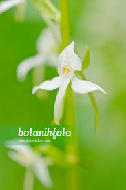 Attēlu rezultāti vaicājumam “Platanthera bifolia flower”