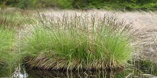 Attēlu rezultāti vaicājumam “Carex elata”