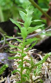 Attēlu rezultāti vaicājumam “Mnium lycopodioides”