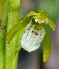 Attēlu rezultāti vaicājumam “Corallorhiza trifida”