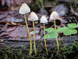 Attēlu rezultāti vaicājumam “Mycena epipterygia”
