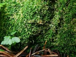 Attēlu rezultāti vaicājumam “Cephalozia catenulata”