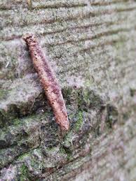 Attēlu rezultāti vaicājumam “Taleporia tubulosa”