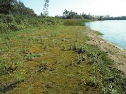 Attēlu rezultāti vaicājumam “Ephemerum serratum sporophyte”