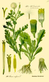 Attēlu rezultāti vaicājumam “Senecio vulgaris”