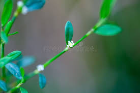 Attēlu rezultāti vaicājumam “Polygonum arenastrum flower”